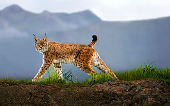 Lynx in the Wild, eyes, mountains, lynx, animals HD wallpaper