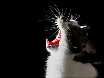 Animals, Cats HD wallpaper