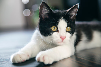 Animals, Cat, Kitty, Kitten, Spotted, Spotty HD wallpaper
