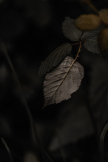 Leaves, Drops, Macro, Branch HD phone wallpaper