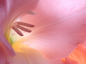 Plants, Flowers HD wallpaper