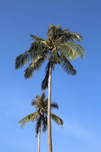 Nature, Trees, Sky, Leaves, Palm HD phone wallpaper
