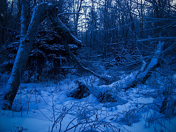 Nature, Trees, Twilight, Snow, Forest, Dusk, Evening HD wallpaper