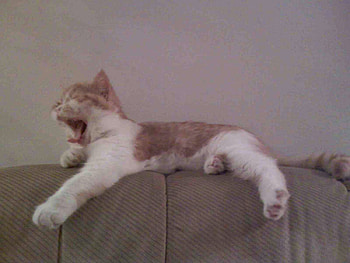 Little lion, baby, cat, tired HD wallpaper