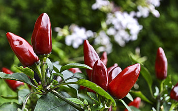 Chili pepper cultivation, Flavorful harvest, Spicy garden, Culinary adventure HD wallpaper