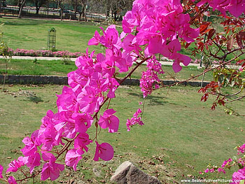 PRETTY PINK, branch, bush, pink, flower HD wallpaper