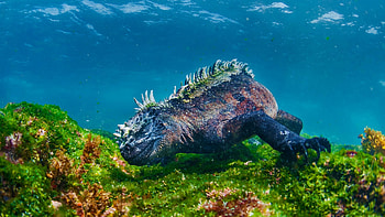 Marine iguana, , Background HD wallpaper