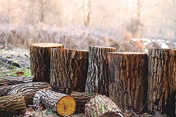 Chopped tree logs stacked in a serene outdoor woodland area, capturing the essence of autumn. HD wallpaper