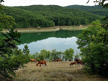 Beautiful Lake, graphy, beautiful, nice, horses, wood, reflection, pretty, animals, dam, green, bulgaria, trees, nature, , water, forest HD wallpaper