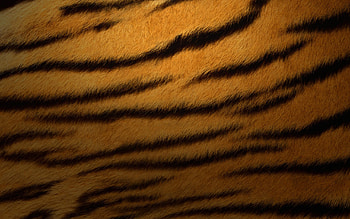 Tiger fur , Exotic design, Striped pattern, Unique texture HD wallpaper
