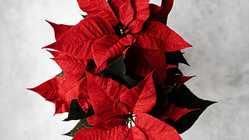 Red abstract, Poinsettia leaves, Vibrant flower, Nature's painting HD wallpaper