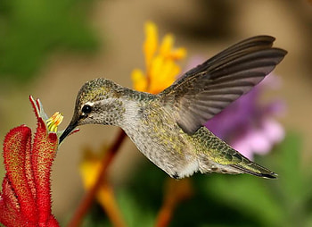 flying bird, animal, fly, flowers, bird HD wallpaper