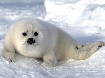 Sweet sealpup, sweet, winter, animal, seal, artic, cub HD wallpaper