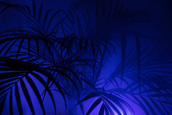 Leaves, Dark, Silhouettes, Palm, Branches HD wallpaper