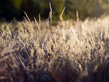 Grass, Macro, Dry, Polyana, Glade, Beige HD wallpaper