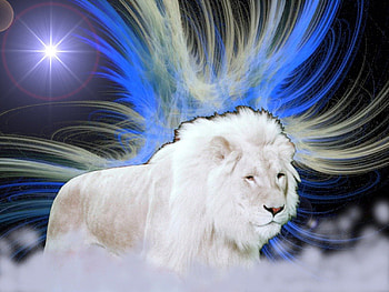 leo, coloured flares, white lion, male, star light HD wallpaper