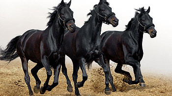 Three Black Horses, other, horses, entertainment, animals HD wallpaper