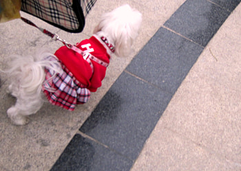 Beautiful small skirt, pretty, beautiful, small skirt, lovely, plaid cloth HD wallpaper
