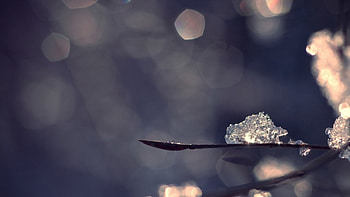 Winter glare, winter, softness, bokeh, graphy, , frosty, abstract, snow, close-up, , macro, frosted, frost, frozen, branch, blurry, snow crystal, twigs HD wallpaper