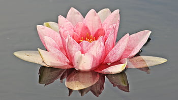 A beautiful pink waterlily floating on a still pond, showcasing delicate petals. HD wallpaper