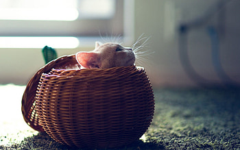 Animals, Kitty, Kitten, Hide, Playful, Basket HD wallpaper