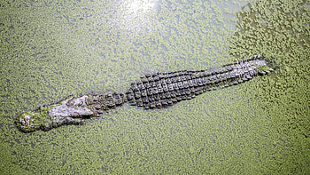Crocodile, Reptile species, Aquatic predator, Powerful jaws HD wallpaper