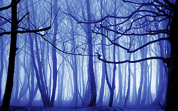 Blue Mist Nature Trees , nature, trees, forest HD wallpaper