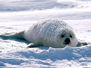 On snow, animal, nature, water, snow HD wallpaper
