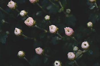 Small flowers, blur, bloom HD wallpaper