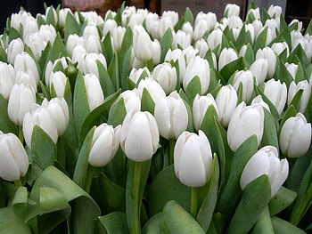 Spring, Flowers, Tulips, Beauty, Greens HD wallpaper