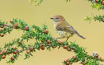 Bird, branch, fruit, green HD wallpaper