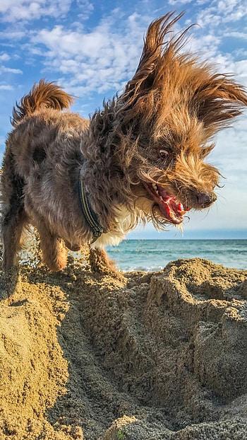 Funny, Dog, Funny Dog HD phone wallpaper