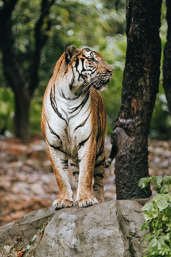 Animals, Predator, Big Cat, Tiger, Profile HD phone wallpaper