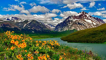Mountain Wildflowers, mountains, blossoms, river, clouds, landscape, sky HD wallpaper