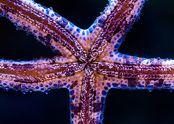 Animals, Starfish, Underwater World, Tentacles HD wallpaper