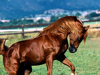 Animals, Grass, Color, Mane, Horse, Run, Running HD wallpaper
