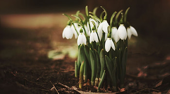 Snowdrops, softness, graphy, , seasons, spring, abstract, nature, flowers HD wallpaper
