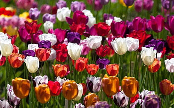 Tulip, leaf, nature, flower HD wallpaper