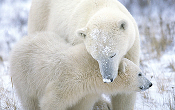 Animals, Snow, Young, Care, Joey, Fur, Polar Bear HD wallpaper