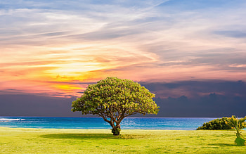 Green tree , ocean view, Grassland summer sunset, Nature 5711 HD wallpaper