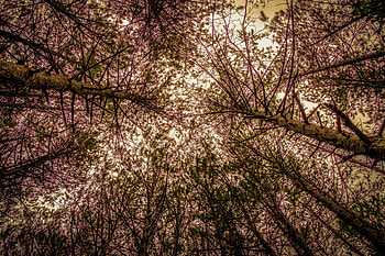 Nature, Trees, Sky, Branches, Bottom View HD wallpaper