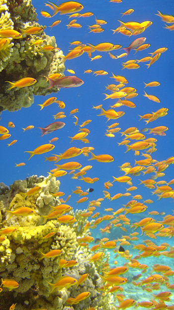 Fish Water, Yellow Fishes HD phone wallpaper