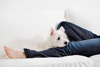Afternoon Rest, exceptional, white, lying in bed, dogs, looking, soul, animals, love, view, pet, forever, sweetheart, pure HD wallpaper