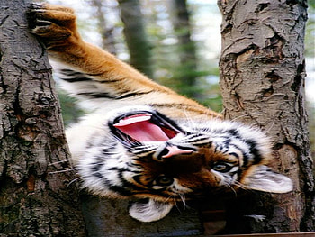 PLAYFULL TIGER, mood, wild, tiger, play HD wallpaper