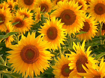 Sunflowers, field, flower, garden, nature, sunflower HD wallpaper