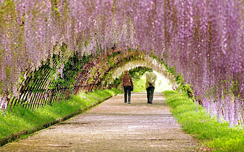 Walking Through Nature, pathway, walking, flowers, people, blossom HD wallpaper