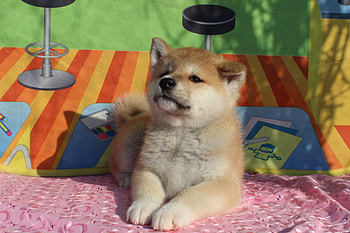 Akita inu puppy, lying on a blanket HD wallpaper