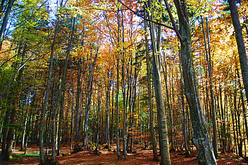 Autumn forest, autumn, leaves, colours, tree HD wallpaper