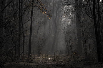 A mysterious path through a foggy forest, evoking a moody autumn atmosphere. HD wallpaper