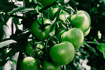 Food, Branch, Shadow, Tomatoes HD wallpaper
